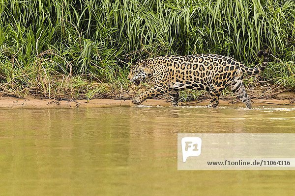Jaguar (Panthera onca) unterwegs am Flussufer  Pantanal  Brasilien  Südamerika