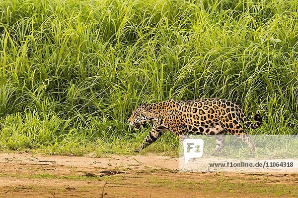 Jaguar (Panthera Onca)  Porto Jofre  Northern Pantanal  Brazil  South America