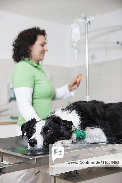 Tierarztpraxis  Tierärztin mit Border Collie  Hund bekommt Infusion bei Tierarzt