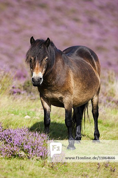 Exmoor Pony, Blooming heather, moorland, Exmoor National Park, Somerset, England, United Kingdom, Europe, Exmoor Pony, Blooming heather, moorland, Exmoor National Park, Somerset, England, United Kingdom, Europe
