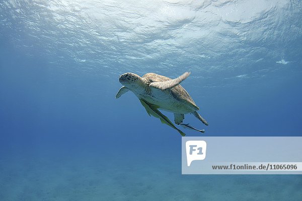 Grüne Meeresschildkröte oder Suppenschildkröte (Chelonia mydas)  Rotes Meer  Marsa Alam  Abu Dabab  Ägypten  Afrika