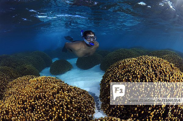 Ein Schnorchler schwimmt über einem Korallenriff Indischer Ozean Malediven Asien