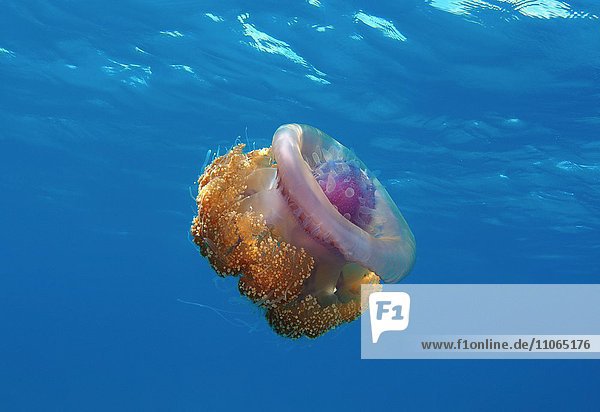 Kronenqualle oder Hutqualle (Cephea cephea)  Indischer Ozean  Malediven  Asien