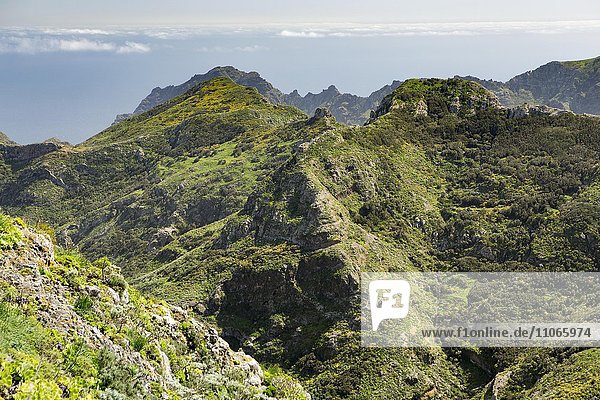 Ausblick auf Lorbeerwälder  die Schlucht von Chamorga  Teneriffa  Kanarische Inseln  Spanien  Europa