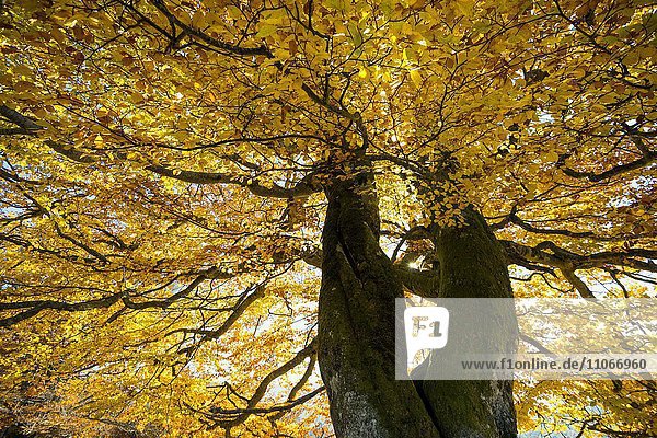 Herbstlich gefärbte Buchen (Fagus sylvatica)  bei Schönau  Schwarzwald  Baden-Württemberg  Deutschland  Europa
