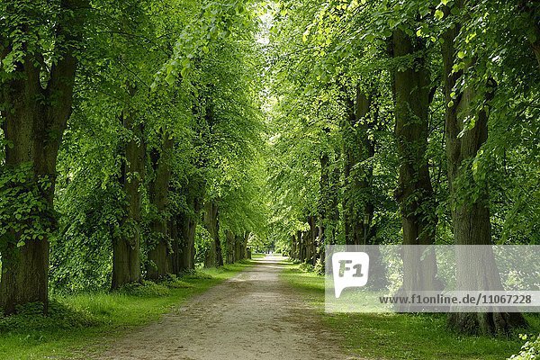 Lindenallee  alter Baumbestand im Schlosspark  Putbus  Insel Rügen  Mecklenburg-Vorpommern  Deutschland  Europa