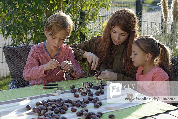 Children creating chestnut figures  Chestnut man  autumn  Bavaria  Germany  Europe