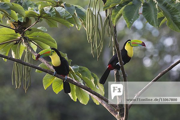 Fischertukan oder Regenbogentukan (Ramphastus sulfuratos) im Baum  Provinz Heredia  Costa Rica  Nordamerika