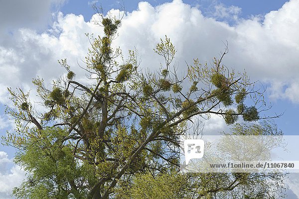 Halb abgestorbener Baum mit Weißbeerige Mistel (Viscum album)  Ueckermünde  Stettiner Haff  Mecklenburg-Vorpommern  Deutschland  Europa