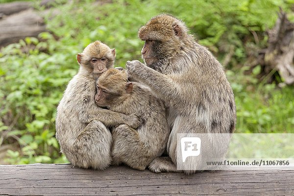 Berberaffen (Macaca sylvanus) lausen sich  Tierpark  Ueckermünde  Stettiner Haff  Mecklenburg-Vorpommern  Deutschland  Europa