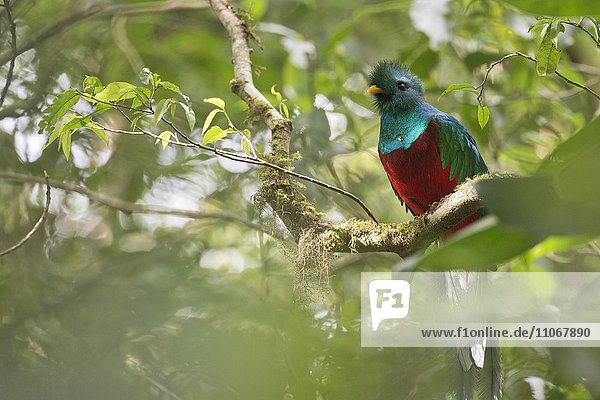 Quetzal (Pharomacrus mocinno) sitzt im Baum  Reserva biologica Bosque Nuboso Monteverde  Provinz Alajuela  Costa Rica  Nordamerika