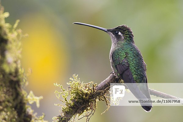 Violettkron-Brillantkolibri (Eugenes fulgens) sitzt auf Ast  weiblich  Los Quetzales Nationalpark  Costa Rica  Nordamerika