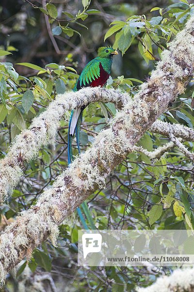 Quetzal (Pharomachrus mocinno) sitzt auf moosbehangenem Ast  Los Quetzales Nationalpark  Provinz San Jose  Costa Rica  Nordamerika