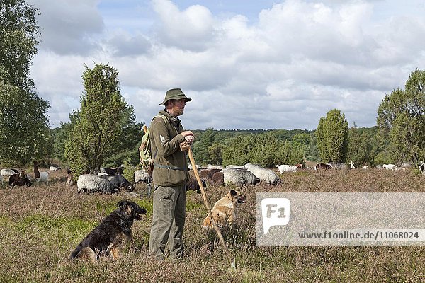 Shepherd with dogs and flock of sheep  Lüneburg Heath in Wilsede  Lower Saxony  Germany  Europe