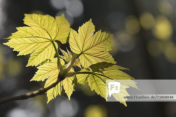 Bergahorn (Acer pseudoplatanus)  Laubaustrieb  Emsland  Niedersachsen  Deutschland  Europa