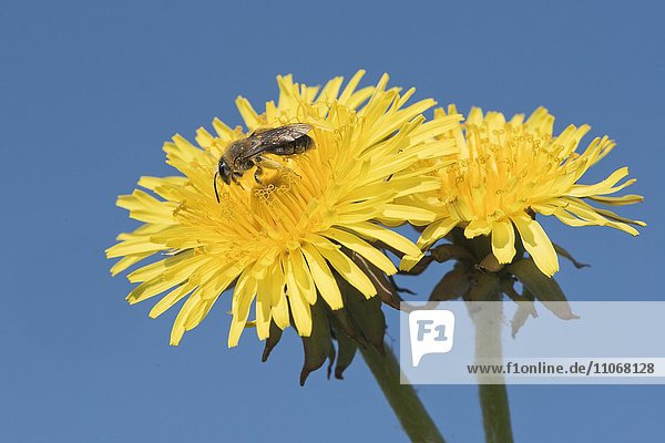 Blühender Löwenzahn (Taraxacum) mit Honigbiene (Apis mellifera) vor blauem Himmel  Emsland  Niedersachsen  Deutschland  Europa