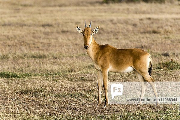 Kongoni-Kuhantilope (Alcelaphus cokii)  Kalb im Ol Pejeta Reservat  Kenia  Afrika