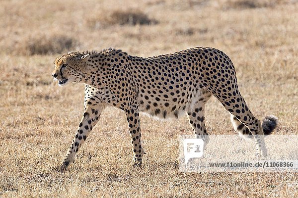 Gepard (Acinonyx jubatus) geht auf trockenem Gras Ol Pejeta Reservat Kenia Afrika
