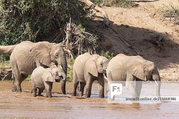 Afrikanische Elefanten (Loxodonta africana)  kleine Elefantenherde überquert Fluss  Samburu National Reserve  Kenia  Afrika