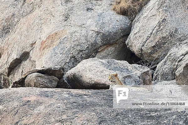 Leopard (Panthera pardus) liegt auf Fels und hält Ausschau  Bera  Rajasthan  Indien  Asien