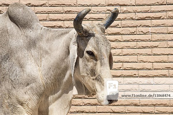 Zeburind  Zebu-Rind  Zebu oder Buckelrind (Bos primigenius indicus) vor Hausmauer  Portrait  Bera  Rajasthan  Indien  Asien