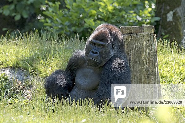 Flachlandgorilla (Gorilla gorilla gorilla) lehnt an Baumstamm  captive