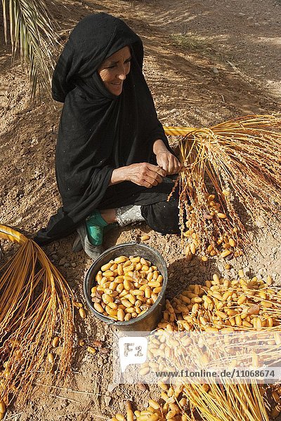 Woman picks off the harvested dates from the stalks  palmeries of Erfoud in the Tafilalt  Southeast Morocco  Marocco