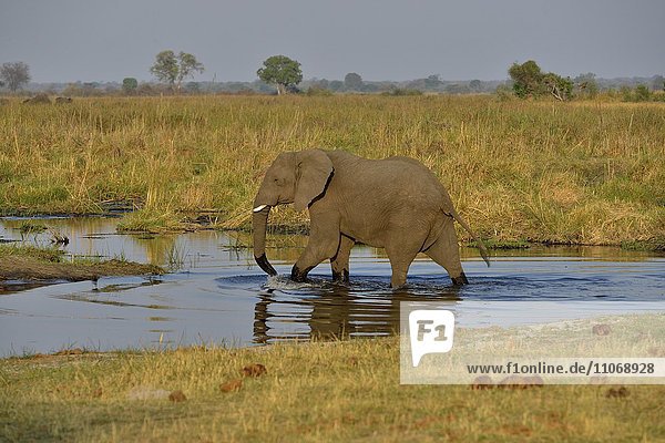 Elefant (Loxodonta africana) im Kwando-Fluss  Bwabwata-Nationalpark  Sambesi Region  Caprivi-Streifen  Namibia  Afrika