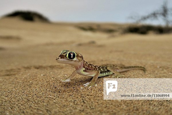 Namibgecko  Schwimmfußgecko  Palmato-Gecko (Pachydactylus rangei)  Namib-Wüste  Namibia  Afrika
