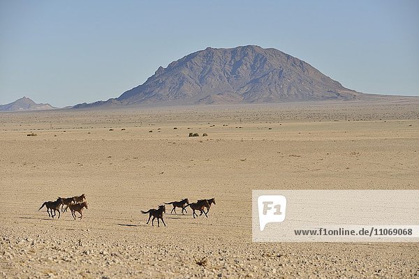 Galoppierende Wüstenpferde  Namibische Wildpferde oder Namibs (Equus ferus) in der Wüste  nahe der Wasserstelle von Garub  bei Aus  Karas Region  Namibia  Afrika