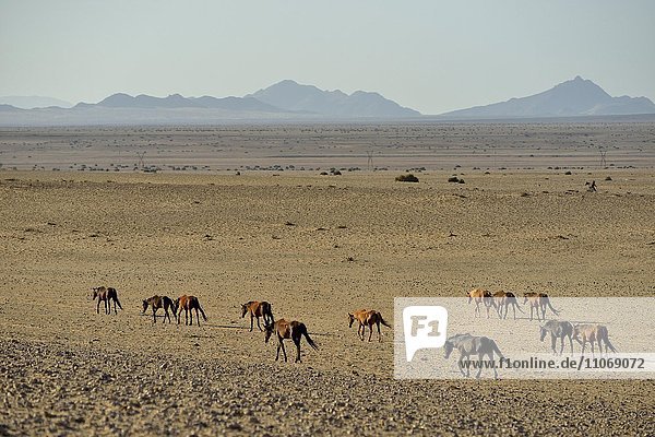 Wüstenpferde  Namibische Wildpferde oder Namibs (Equus ferus) laufen durch die Wüste  Herde nahe der Wasserstelle von Garub  bei Aus  Karas Region  Namibia  Afrika