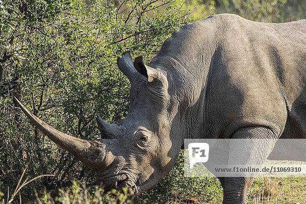 Breitmaulnashorn (Ceratotherium simum)  Soutpansberg  Südafrika