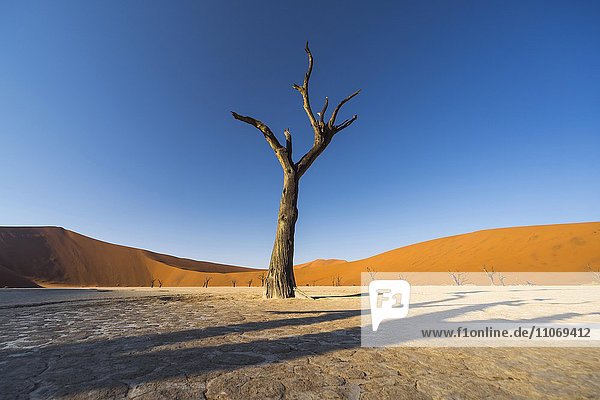Abgestorbener Kameldornbaum (Vachellia erioloba) Sanddünen  Dead Vlei  Salzpfanne  Sossusvlei  Namib Wüste  Namib-Naukluft Nationalpark  Namibia  Afrika
