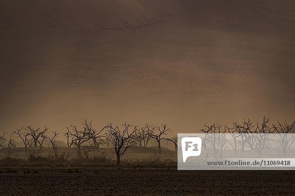 Trockene Bäume bei Sandsturm  Tsauchab Tal  Namibwüste  Namibia  Afrika