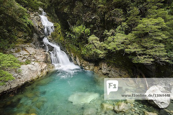Wasserfall am Cleddau River  Milford Highway  dichter Regenwald im Fjordland Nationalpark  Neuseeland  Ozeanien