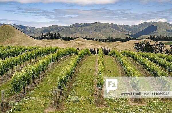 Weingut mit Weinstöcken  Weinreben  Nelson  Südinsel  Neuseeland  Ozeanien