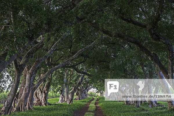 Allee mit alten Bäumen  Baumallee bei Mahebourg  Mauritius  Afrika