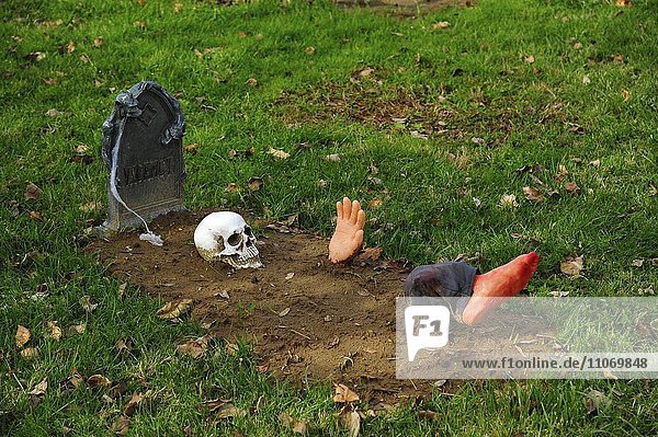 Halloween skeleton graveyard  near Schuylerville  New York State  USA  North America