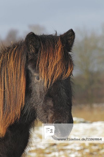 Islandpferd  Pferderasse Islandpony  Island-Pony  (Equus przewalskii f. caballus)  Portrait im Winter  Niedersachsen  Deutschland  Europa