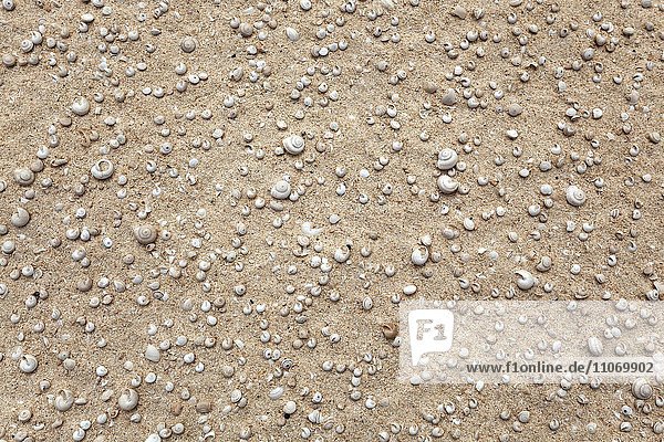 Kleine Muscheln und Schneckengehäuse im Sand  Parque Natural de Corralejo  Fuerteventura  Kanarische Inseln  Spanien  Europa