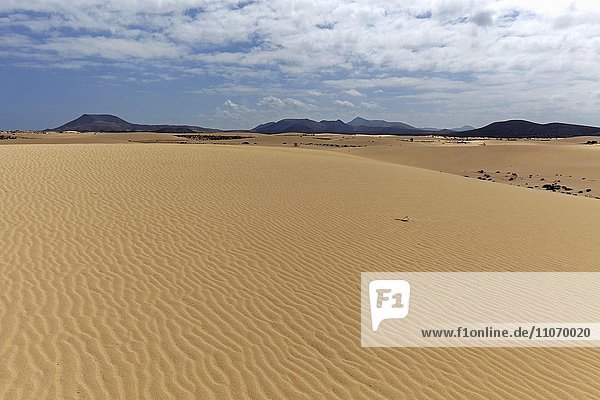 Sand dunes in the wandering dunes of El Jable  Las Dunas de Corralejo  Corralejo Natural Park  Fuerteventura  Canary Islands  Spain  Europe
