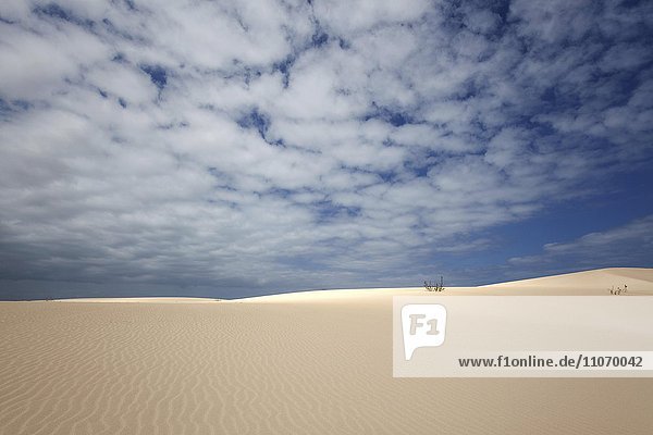 Sand dunes under blue sky with clouds  wandering dunes of El Jable  Las Dunas de Corralejo  Corralejo Natural Park  Fuerteventura  Canary Islands  Spain  Europe
