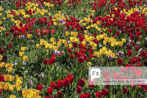 Feld mit roten und gelben Tulpen (Tulipa sp.)  Baden-Württemberg  Deutschland  Europa