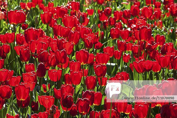 Rote Tulpen (Tulipa sp.) in einem Beet  Baden-Württemberg  Deutschland  Europa