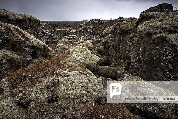 Europa bedecken Lava Thingvellir Nationalpark Island Moos Þingvellir