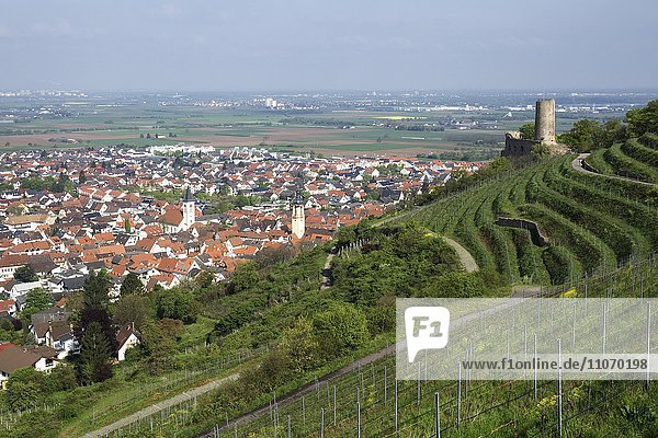 Ausblick auf Weinberge  die Stadt Schriesheim und die Rheinebene  rechts die Strahlenburg  auch Schloss Strahlenberg  Ruine einer Höhenburg  Baden  Baden-Württemberg  Deutschland  Europa