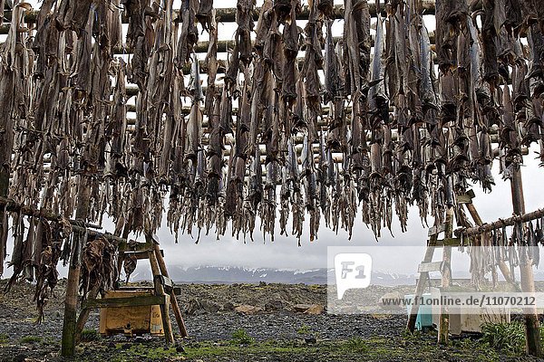 Trockenfisch  Fische hängen zum Trocken an einem Gestell  Island  Europa