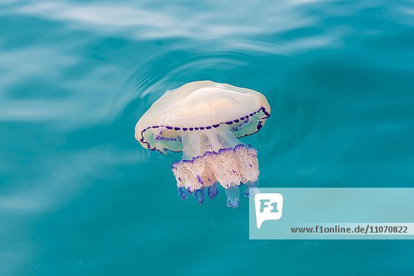 Wurzelmundqualle (Rhizostoma octopus)  auch Blumenkohlqualle  Adria  Friaul-Julisch Venetien  Italien  Europa