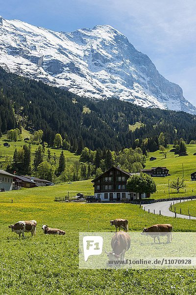 Kühe auf der Weide vor der Eiger Nordwand  Grindelwald  Berner Oberland  Kanton Bern  Schweiz  Europa