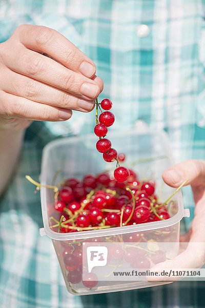 Woman with red currants (Ribes rubrum) in plastic container  detail  Sweden  Europe